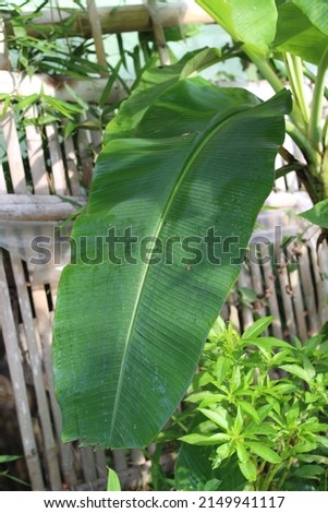 Banana leaves are still green and fresh