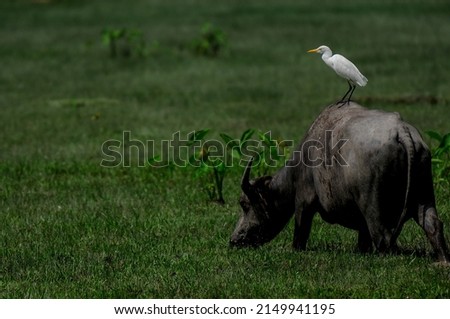 White great egret (Ardea alba) and asian buffalo on the field nature background.soft and grain  image with shallow dept of field. 