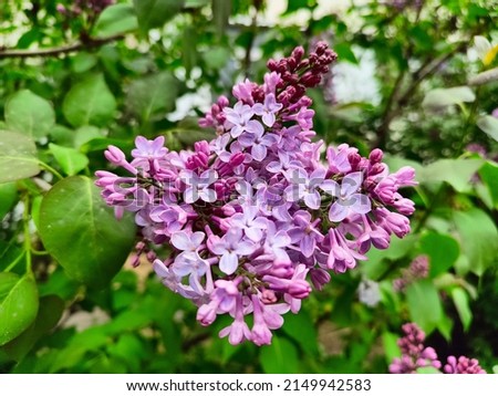 Spring mood, blooming lilac bright background