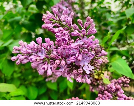 Spring mood, blooming lilac bright background