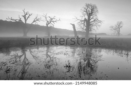 Landscape in the park. Old trees, black and white photography.