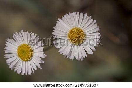 A field of daisy's in a sunny day of spring time.