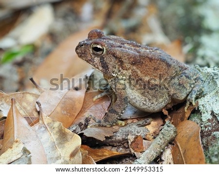 A Focus Stacked Close-up Image of a Southern Toad Hiding in the Leaf Litter 