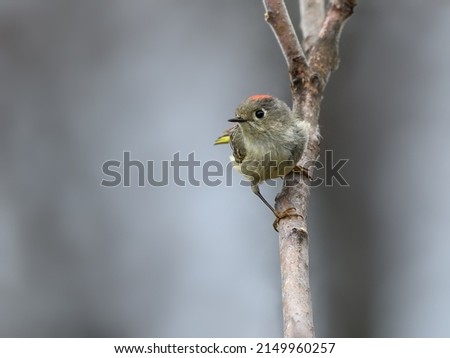 Ruby-crowned Kinglet Perched on Tree Branch in Spring on Gray Background