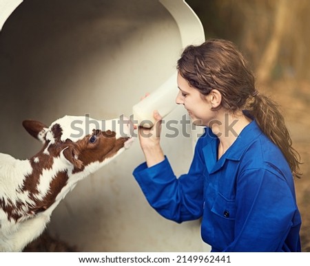 What a cutie. Portrait of a female farmer feeding a calf by hand on the farm. Royalty-Free Stock Photo #2149962441