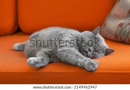 Grey shorthair cat sleeping on sofa. Royalty-Free Stock Photo #2149962947