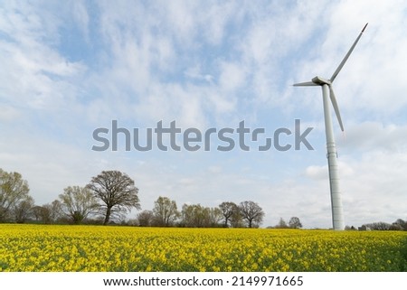 Windmill on a canola field with yellow rapeseed flowers, cultivated for rapeseed oil harvest with blue sky and white clouds. In northern Germany