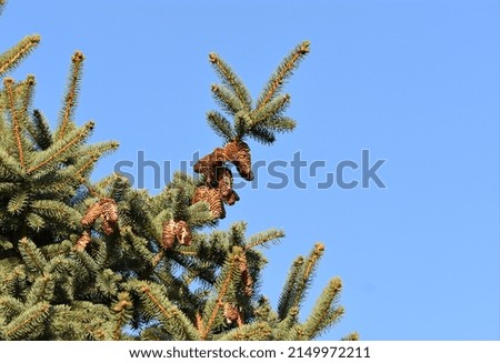 Reaching high into the clear, blue sky, conifer tree branch bristled with pine cones. 