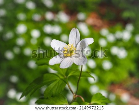 Forest or Wood Anemone, white flower, close up. Anemonoides nemorosa is an early-spring flowering, perennial and herbaceous plant in the buttercup family Ranunculaceae.