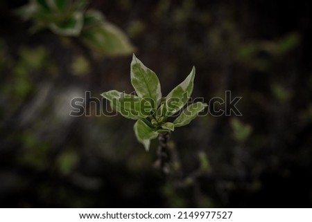 Green leaves thrive with a blurry photo background