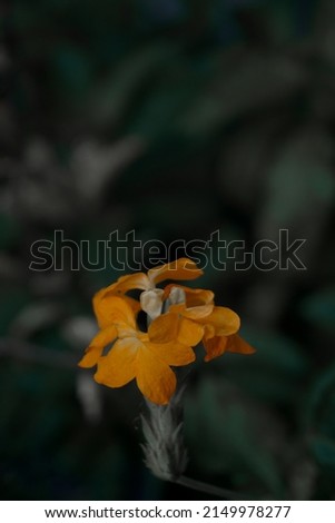 Photo of orange flower with leaves background_2