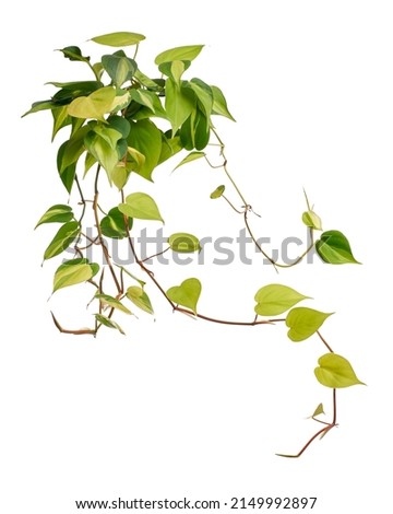 Philodendron Brasil leaves, Philodendron hederaceum plant, isolated on white background, with clipping path                            