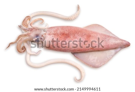 Fresh squid isolated on white background, Squid isolated on white with clipping path. Royalty-Free Stock Photo #2149994611