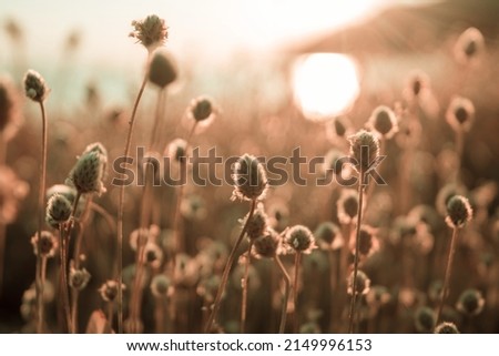 Wild flowers in a summer meadow