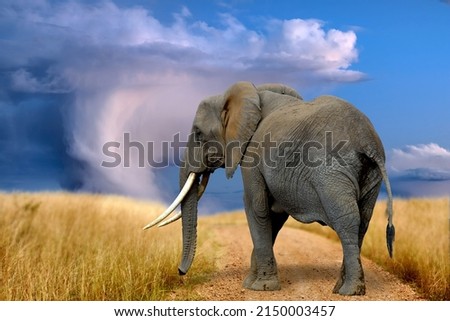 Adult elephants walk on the savannah under the stormy sky. National park of Kenya, Africa