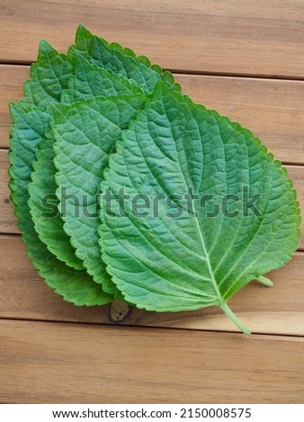 fresh organic vegetable sesame leaf