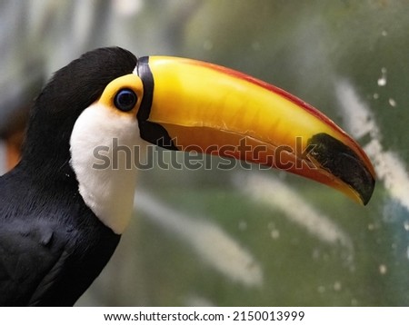 Toco Toucan, Ramphastos toco, is definitely the most beautiful of toucans.