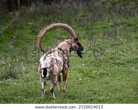 Cretan Wild goat, Capra aegagrus cretica, inhabits the mountainous area of the Greek island of Crete. Royalty-Free Stock Photo #2150014013
