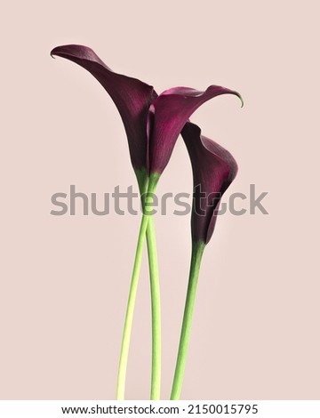Vivid red Calla lilies flowers on pink background. Nature flowery image, minimal style. Bouquet of bright blooming flowers. Blooms fresh Calla lily close up, floral still life poster, copy space Royalty-Free Stock Photo #2150015795