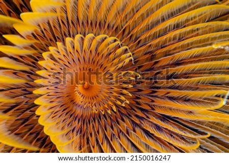 Close up detail of the spiraling colors of a tube worm  Royalty-Free Stock Photo #2150016247