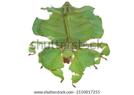 Gray's leaf insect (Pulchriphyllium bioculatum) isolated on white background Royalty-Free Stock Photo #2150017255