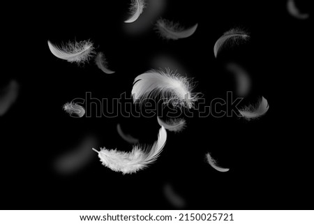 White Fluffly Feathers Falling in The Air. Swan Feather on Black Background. Down Feathers.  Royalty-Free Stock Photo #2150025721
