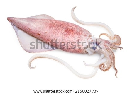 Fresh squid isolated on white background, Squid isolated on white with clipping path. Royalty-Free Stock Photo #2150027939
