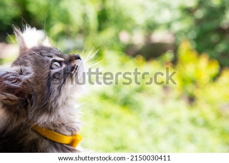4K close-up of all kinds of lovely cats Royalty-Free Stock Photo #2150030411