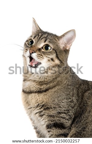 4K close up of all kinds of lovely cats Royalty-Free Stock Photo #2150032257