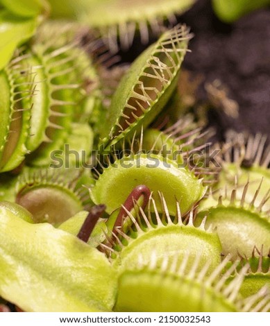 Venus flytrap plant in nature. Close-up