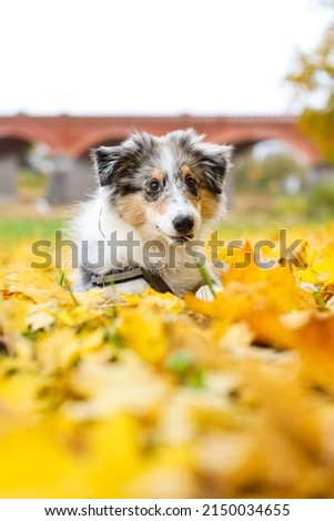 Blue merle shetland sheepdog sheltie puppy in background of yellow leaves. Photo taken on a warm overcast autumn day.