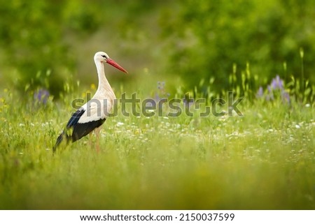 Spring flower meadow with big black and white bird and red log bill.  White stork, Ciconia ciconia, in bloom grass. Wildlife scene from the nature. Morning sun with bird in green vegetation, Bulgaria. Royalty-Free Stock Photo #2150037599