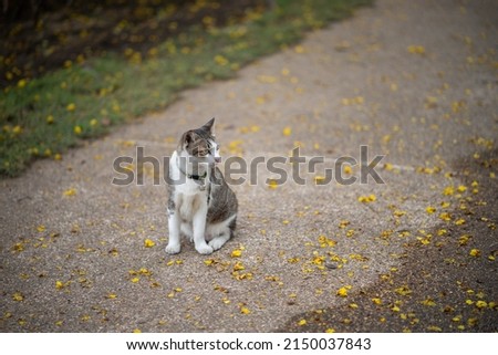 4K close up of all kinds of lovely cats Royalty-Free Stock Photo #2150037843