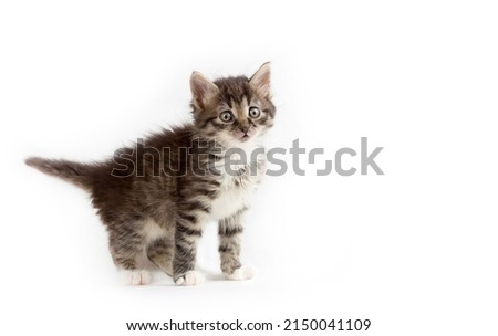 4K close up of all kinds of lovely cats Royalty-Free Stock Photo #2150041109