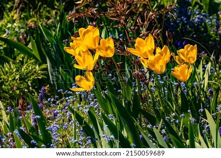 Isolated yellow tulips against the light in a colorful front yard in Germany in spring