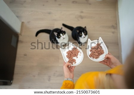 high angle view of pet owner holding two food bowls with wet food. Two hungry cats are sitting on the floor waiting looking up Royalty-Free Stock Photo #2150073601