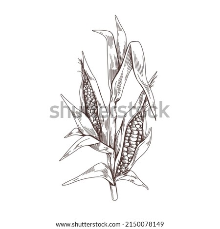 Corn plant engraving. Vintage botanical drawing of field maize stalk with leaf. Vegetable crop sketch in retro style. Outlined monochrome hand-drawn vector illustration isolated on white background Royalty-Free Stock Photo #2150078149