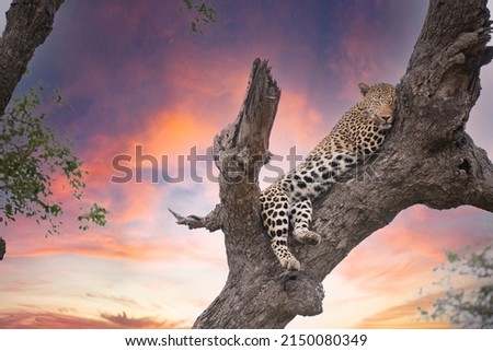 beautiful female leopard in a tree at sunset in kruger national park south africa