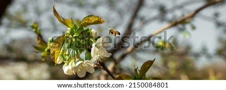 A bee flies to a flower on a tree in spring to pollinate and make honey. Picture for a beekeeping shop, honey advertisement, insect care books.