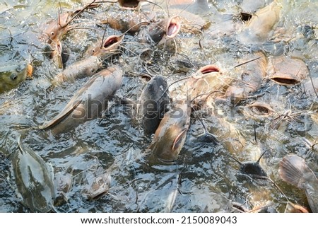 Catfish eating food on the catfish farm, feeds many freshwater fish agriculture aquaculture, catfish floating for breathe on top water in lake near river Asian Royalty-Free Stock Photo #2150089043