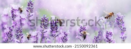 Honey bee pollinating lavender flowers. Plant decay with insects. Blurred summer background of lavender flowers with bees. Beautiful wallpaper. soft focus. Lavender Field Royalty-Free Stock Photo #2150092361