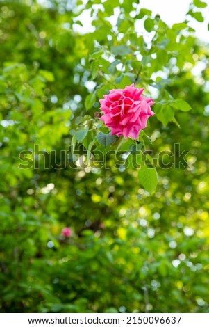 a roses in tokyo japan