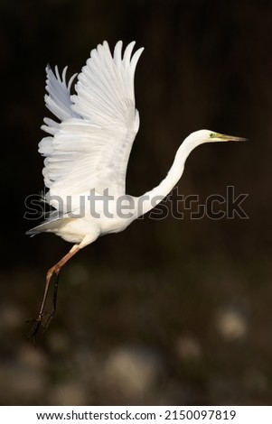 Great white egret Ardea alba spread wings and take off Royalty-Free Stock Photo #2150097819