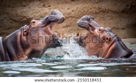 HIPPOPOTAMUS IN WATER TWO FIGHTING WIDE OPEN MOUTH LAKE FIERCE BATTLE TERRITORIAL COMBAT AFRICA BIG FIVE Royalty-Free Stock Photo #2150118451