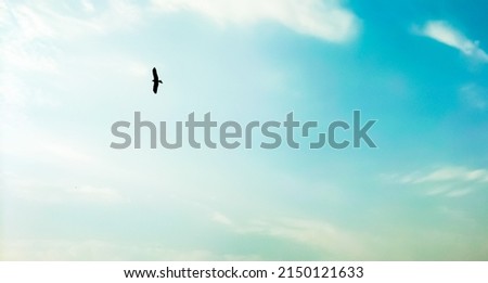Bird Flying On The Clean Blue Sky