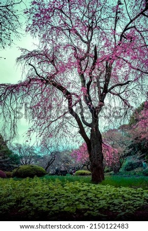 Wonderful spring season, nature background Photography cherry blossom park in Japan Shijaku gyouen. Japanese Sakura Season 