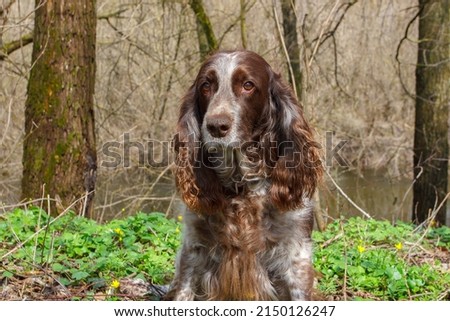 Brown spotted russian spaniel in the forest, soft focus background