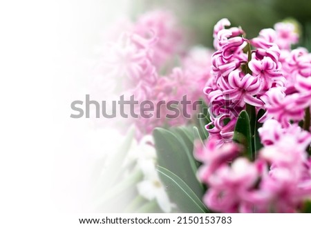 Banner with space for text. Spring postcard with pink hyacinths