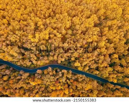 Aerial view of a road or pathway in autumn park with majestic yellow trees in fall forest. Travel and nature background