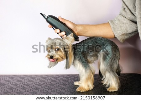 groomer working in salon, making haircut at pet salon